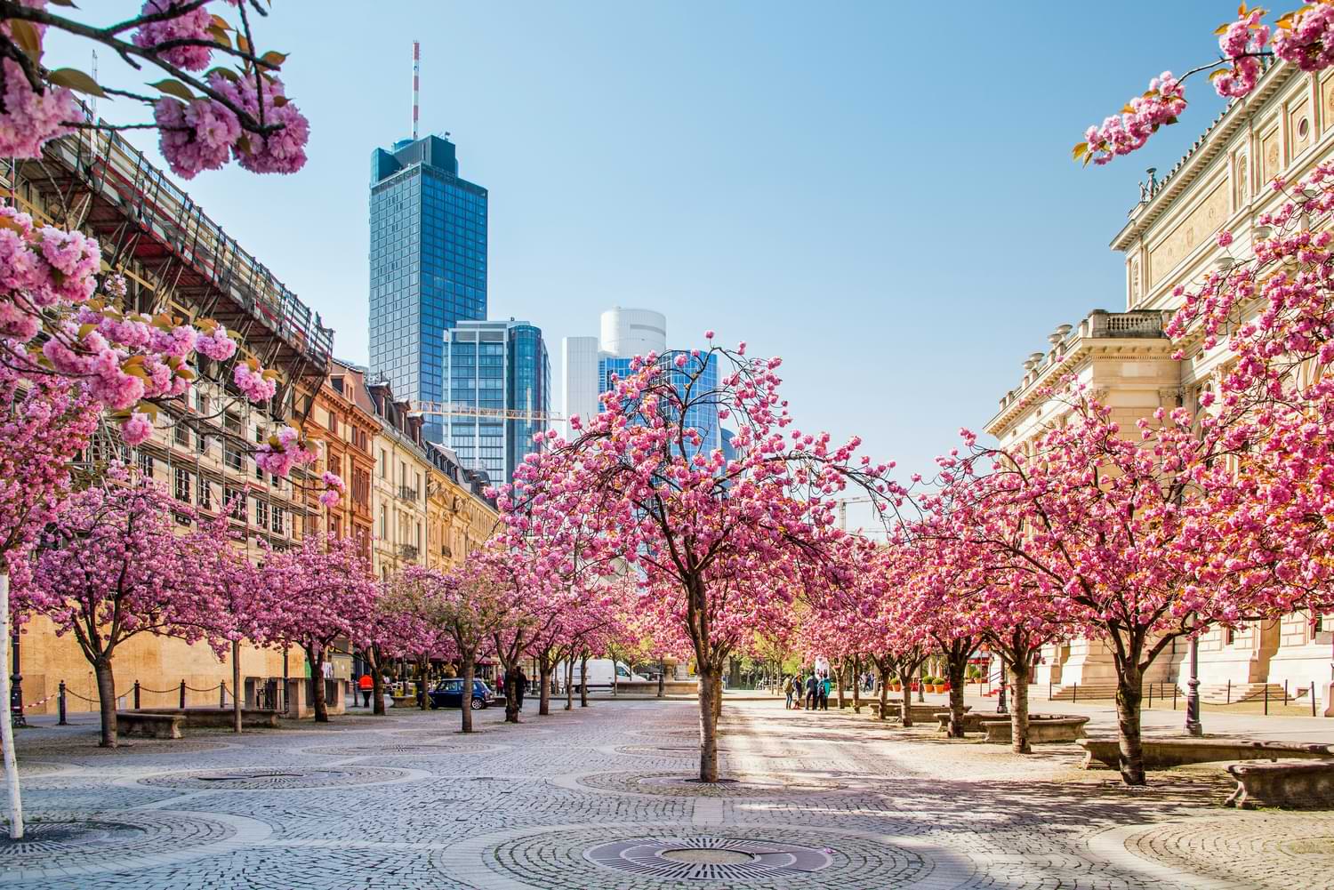 News 3 Kirschblüte in Frankfurt – rosa blühende Zierkirschen im Frühling